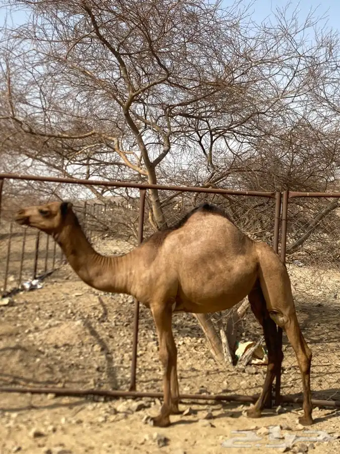 بكار فواخر 7