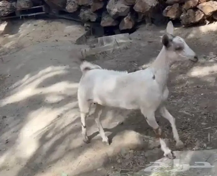 جفرتين 2