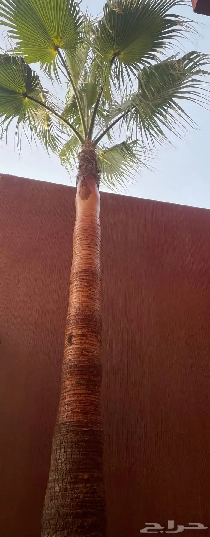 صيانة النخل الواشنطن والعربي 10