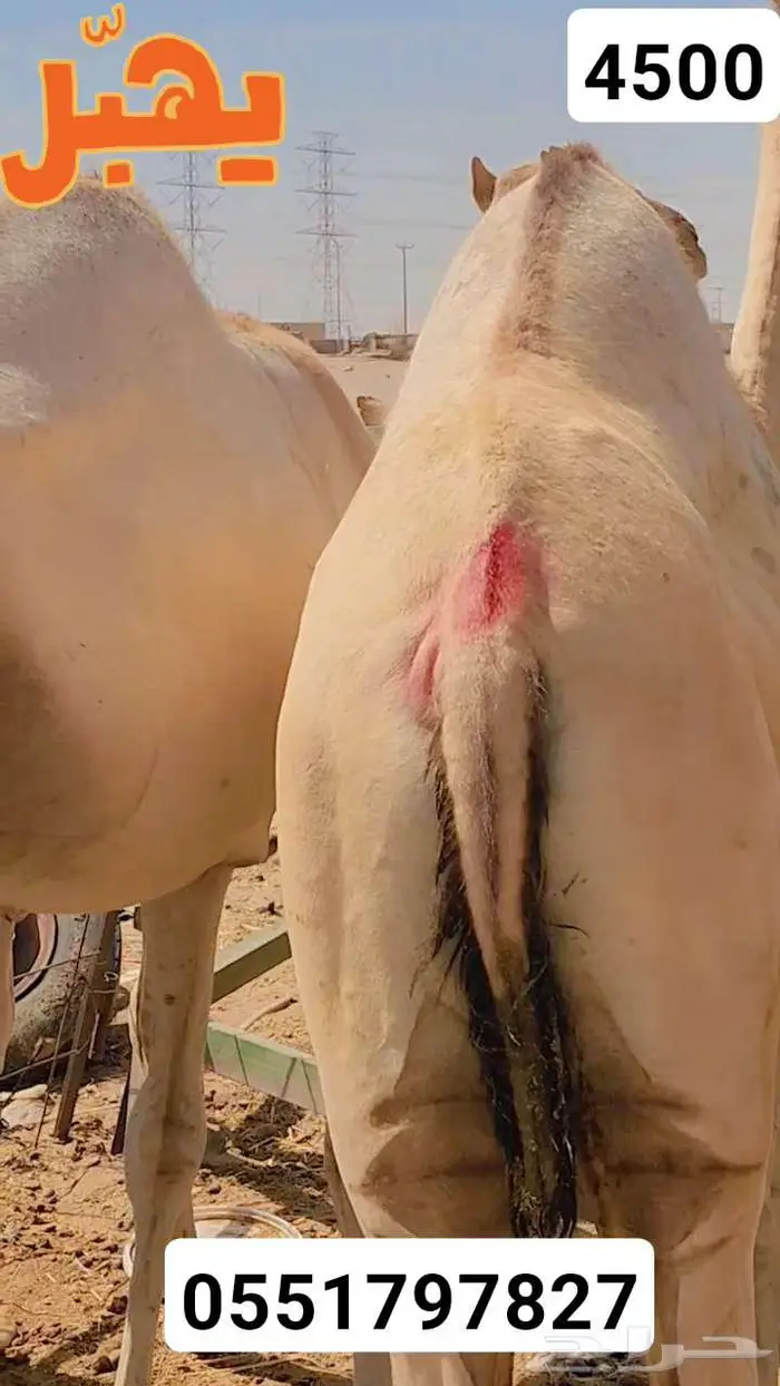 حشو ساكني لحم 3