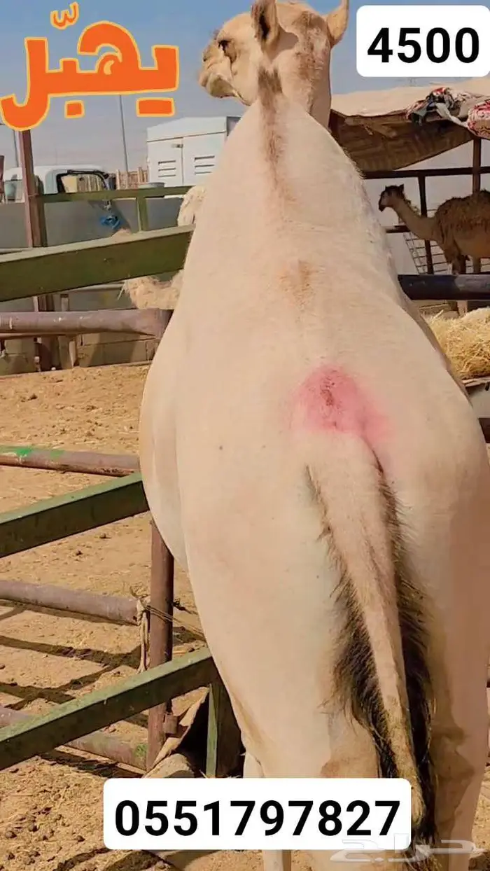حشو ساكني لحم 0