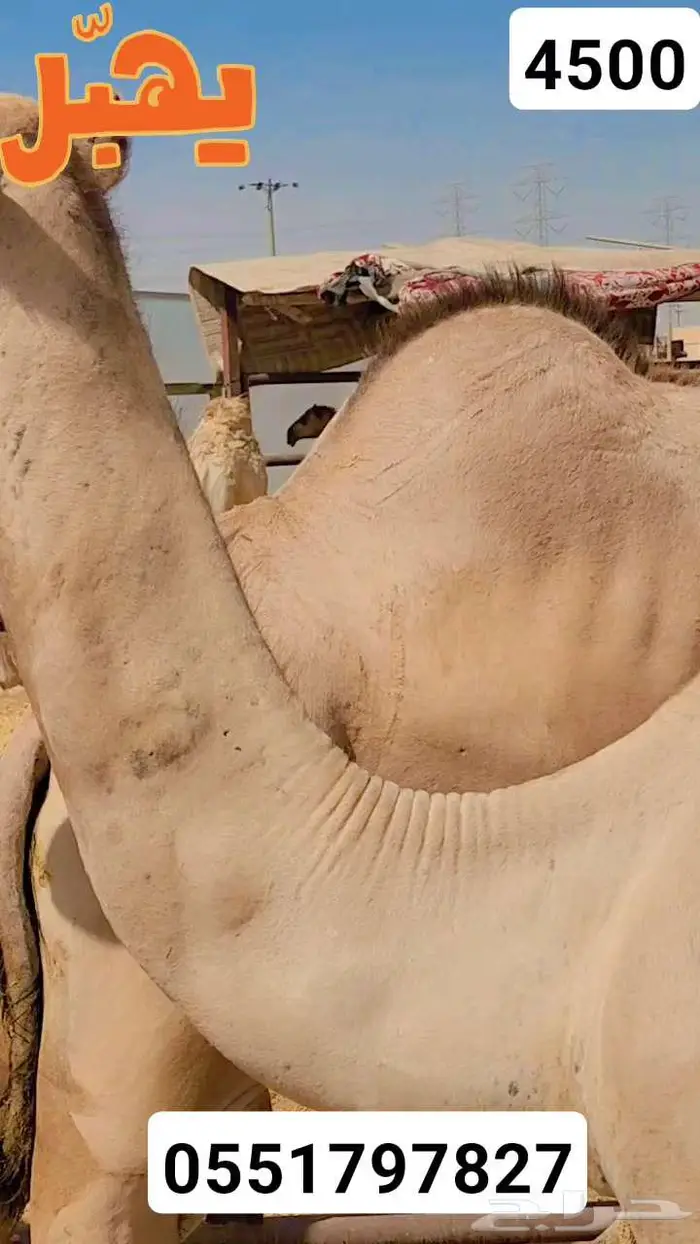 حشو ساكني لحم 1