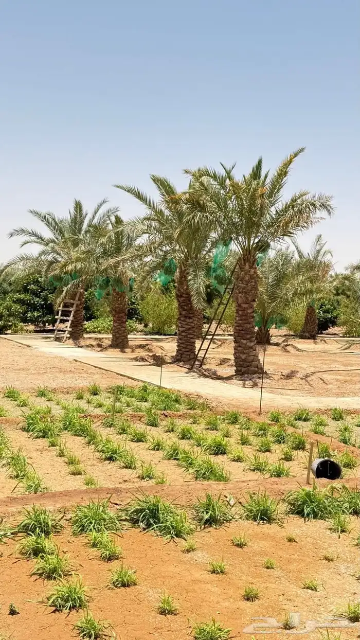مزرعة للبيع 32