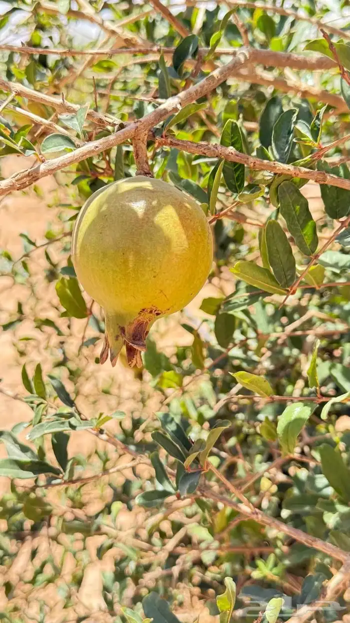 مزرعة للبيع 21