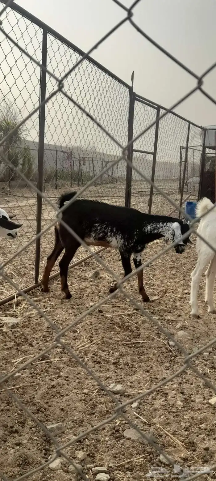 للبيع ذكر يمص من غنم آلموقع ثلوث بني عيسى 0