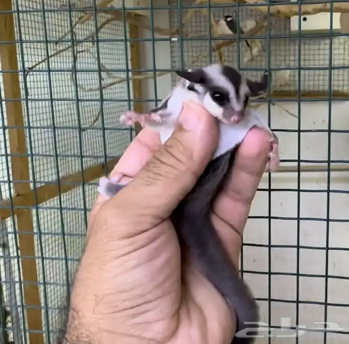 شوقر قلايدر كلاسيك .. السنجاب الطائر 1