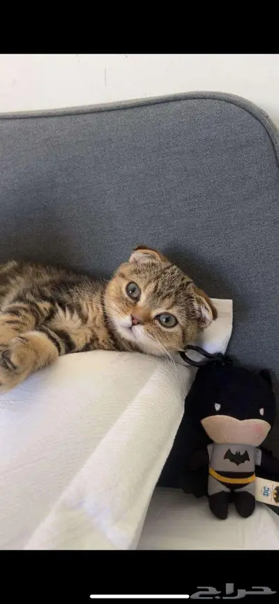 قط ذكر للتزاوج (سكوتش فولد) نوعية ممتازة Scottish Fold 14