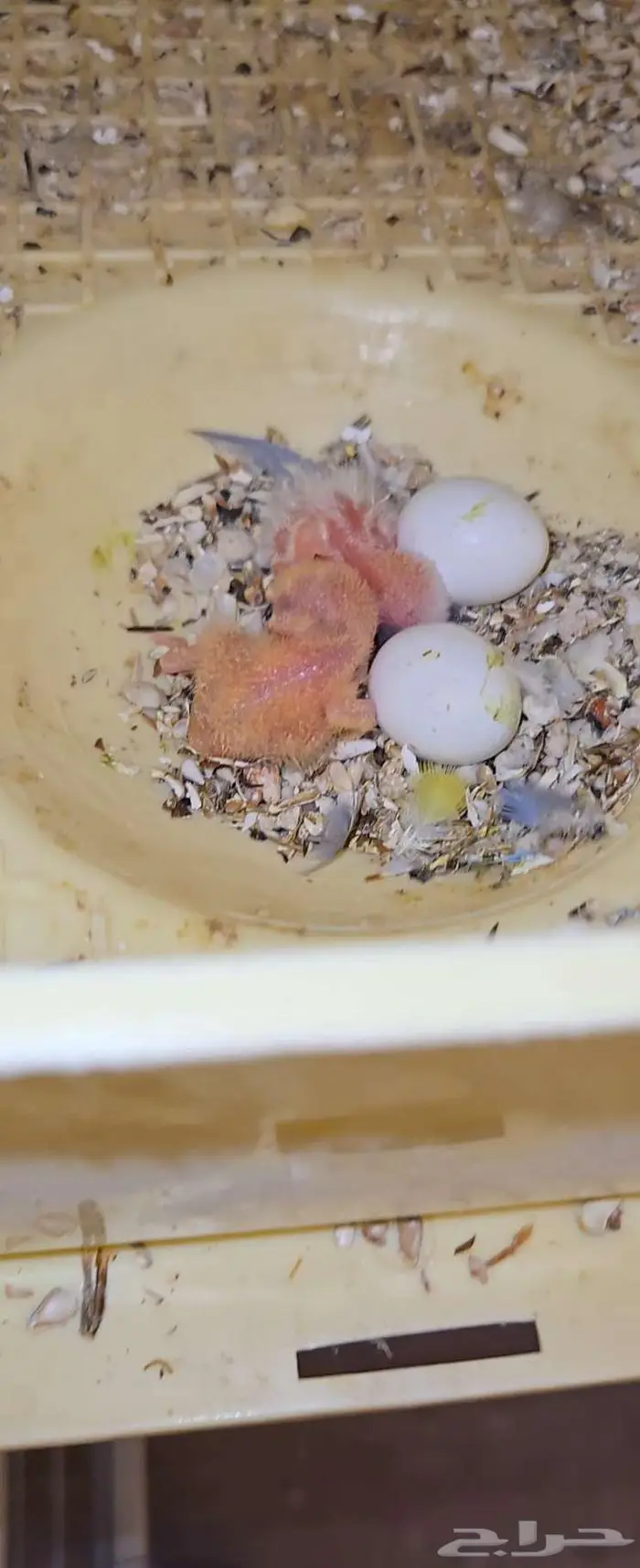 ازوج روز مع فروخها 3