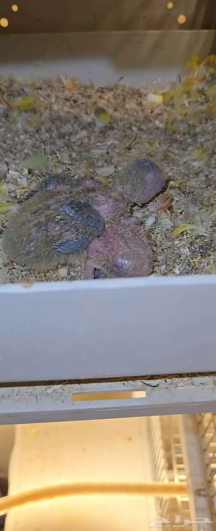 ازوج روز مع فروخها 2