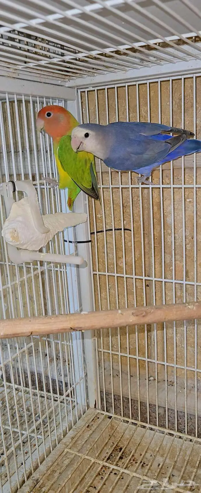 ازوج روز مع فروخها 0