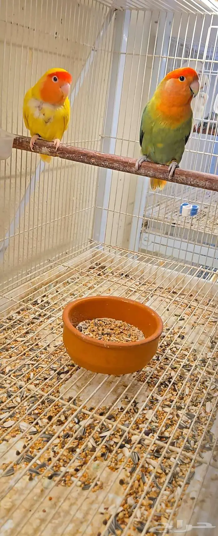 ازوج روز مع فروخها 1