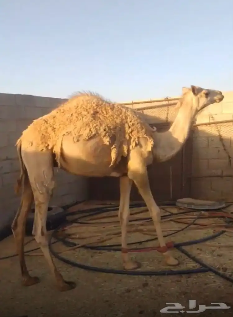 قعود للبيع جزر 1