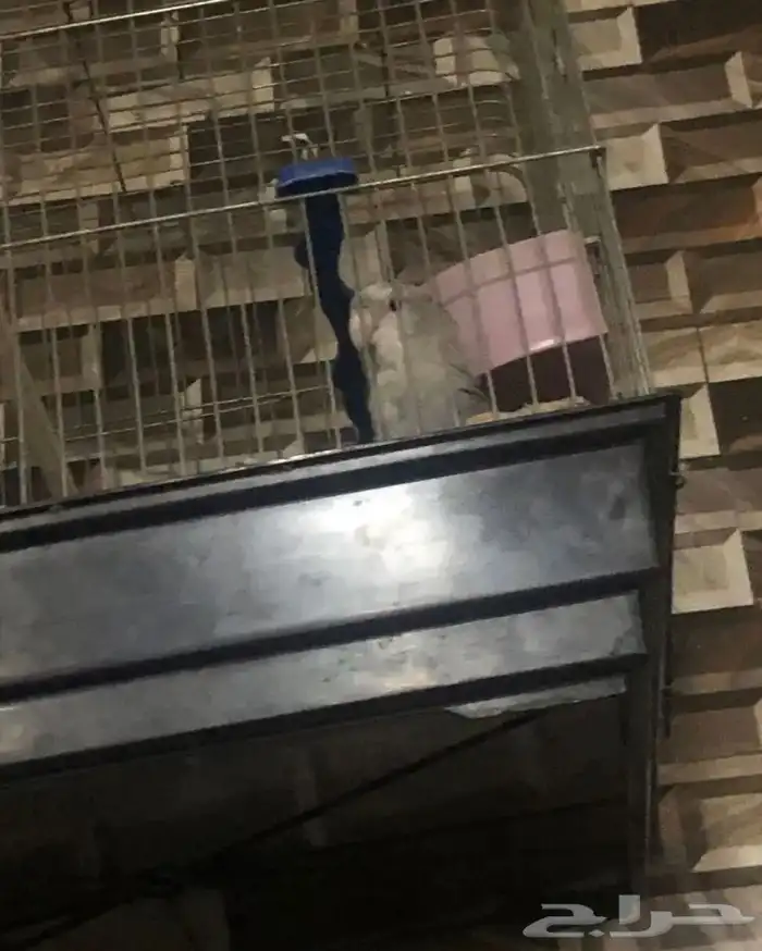 تغريد روز متربي اليف تغريد 1