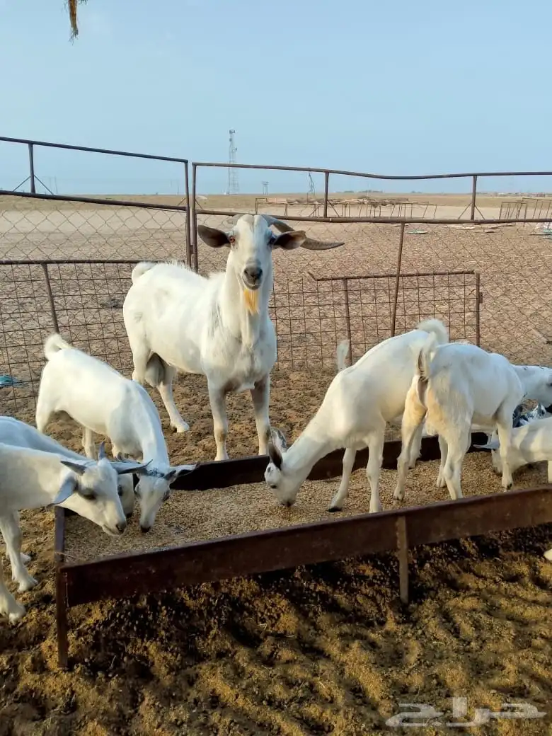 مشاريع فحول العمر 5 اشهر تقريبا 0