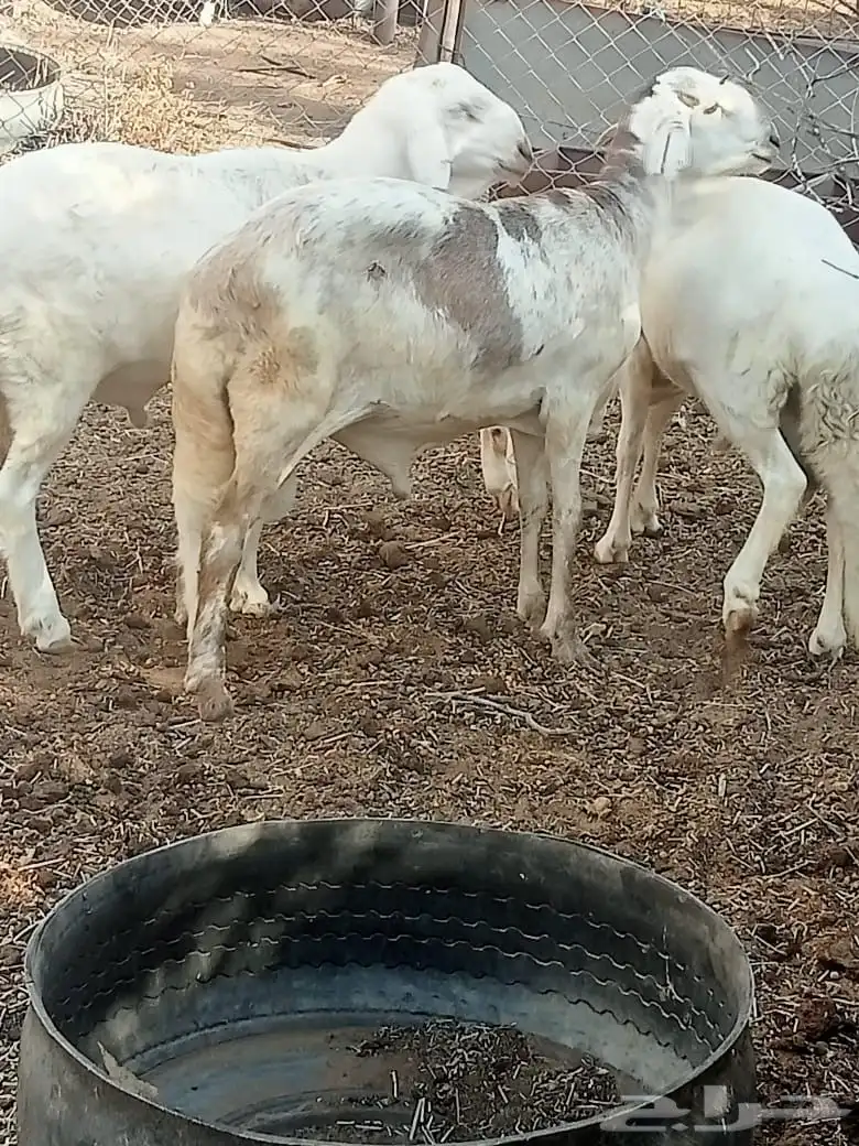 سواكن ثنيان 2