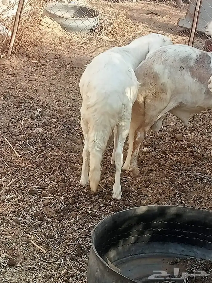 سواكن ثنيان 0