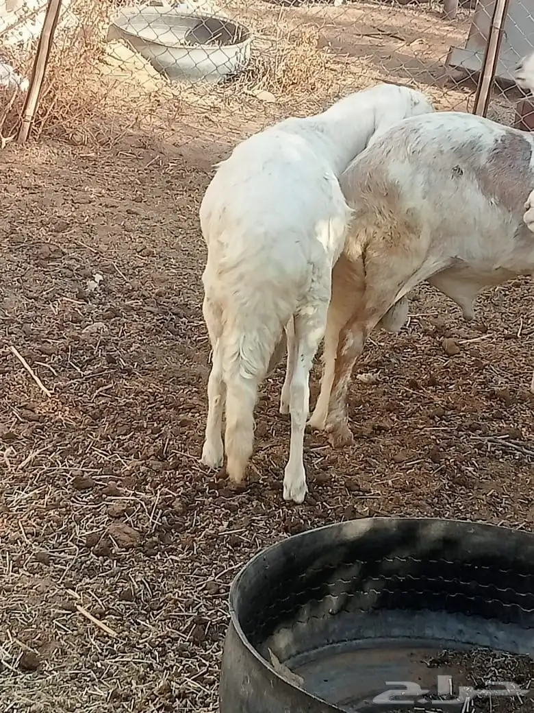 سواكن ثنيان 0