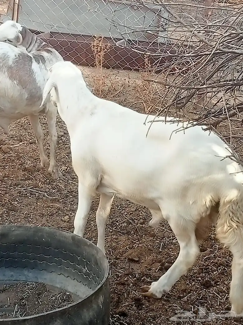 سواكن ثنيان 1
