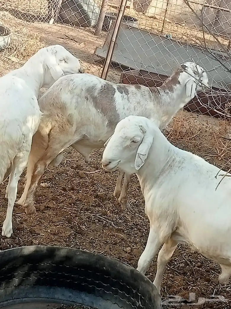 سواكن ثنيان 3