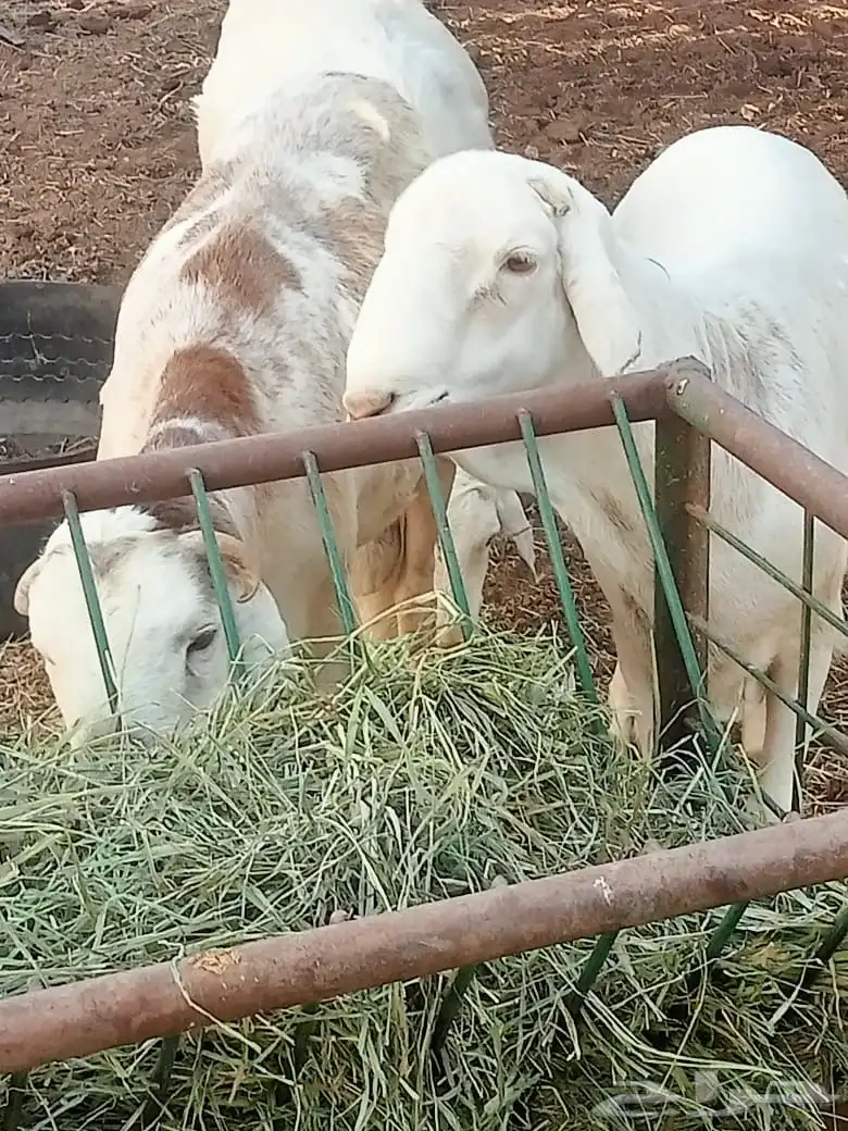 سواكن ثنيان 7