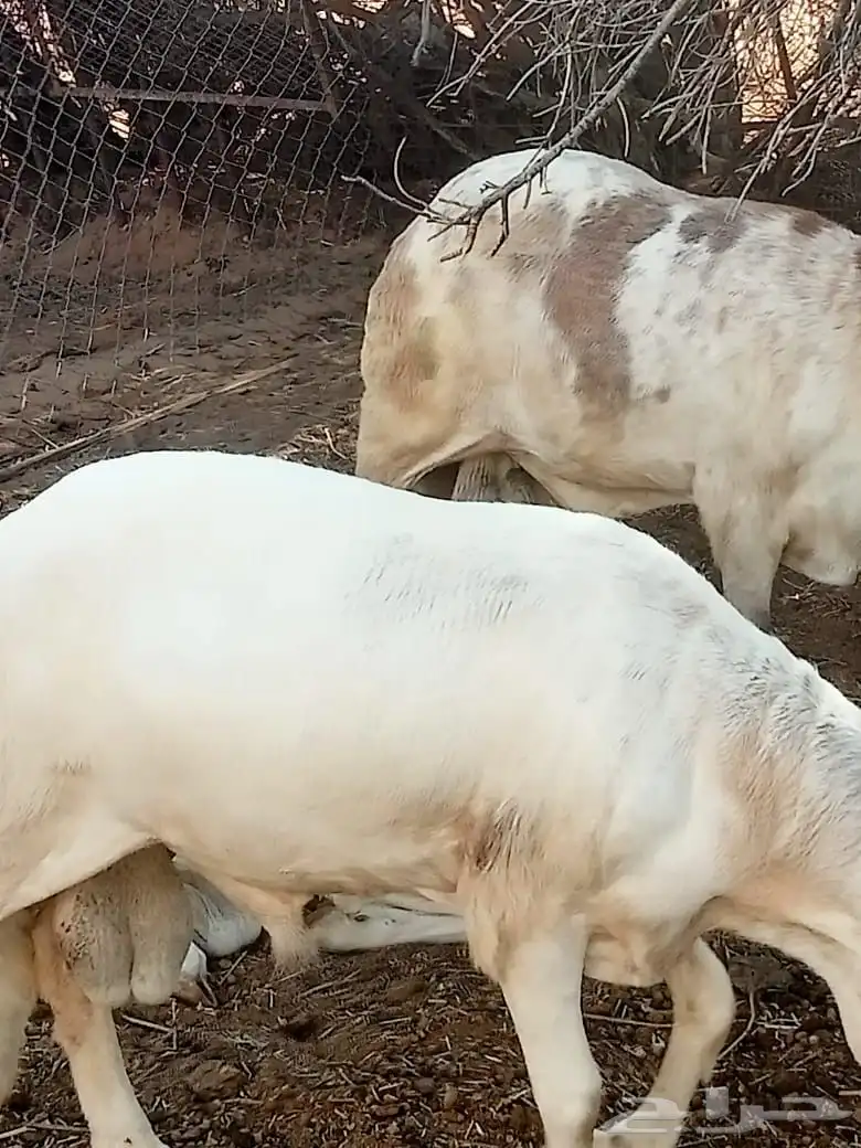 سواكن ثنيان 6