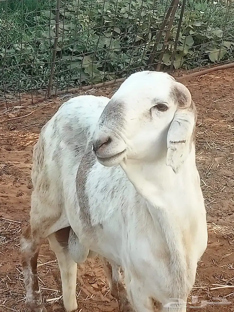 سواكن ثنيان 5