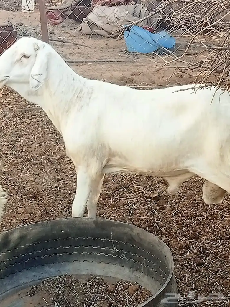 سواكن ثنيان 4