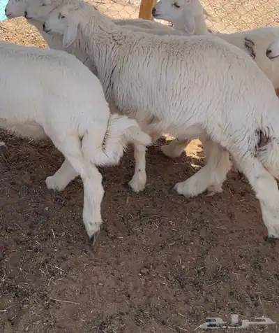طليان ذبايح حري 1