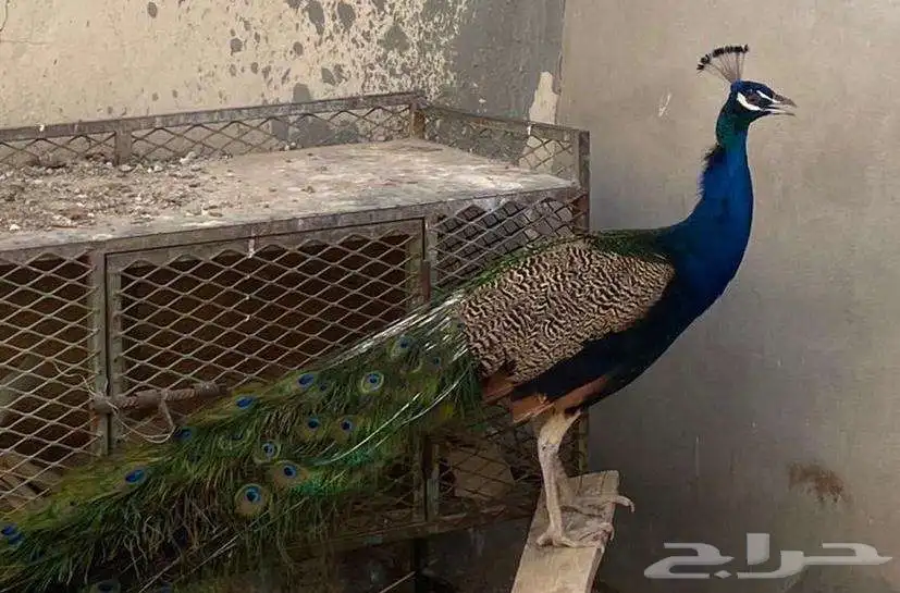طاووس للبيع الموقع (ساجر) 0