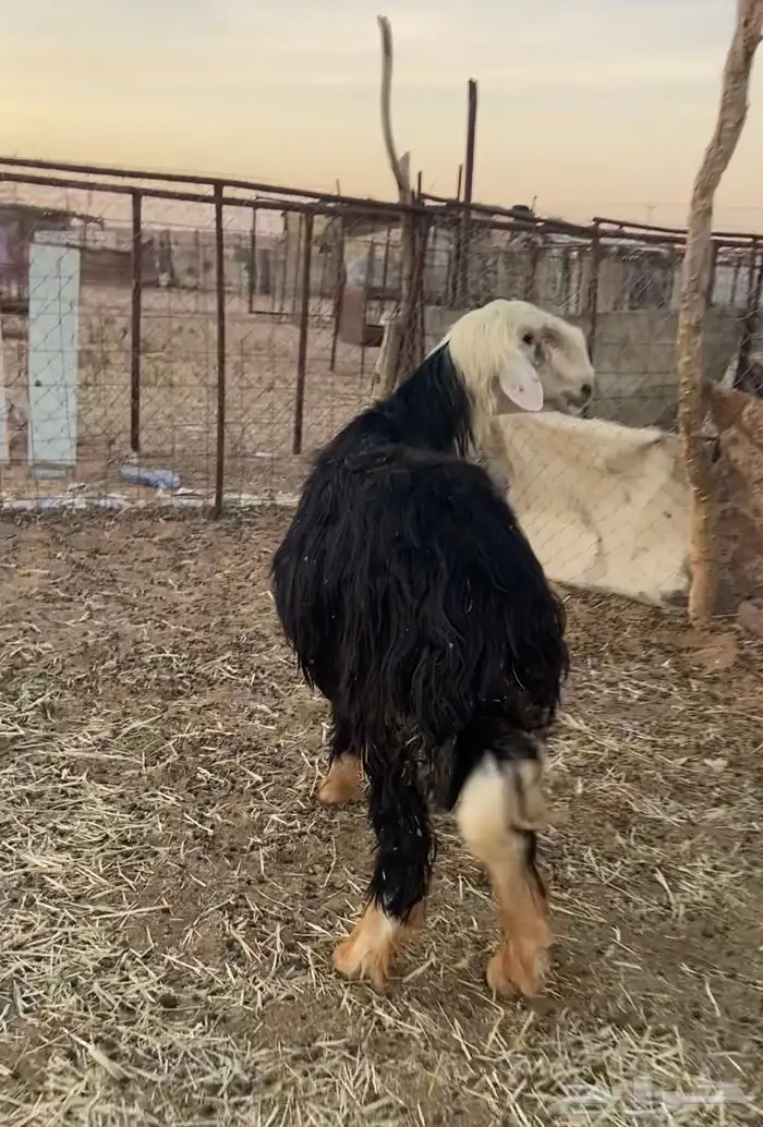 خروف. نجدي مشروط 0