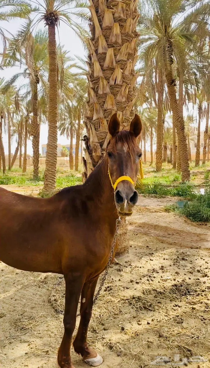 فرس مشروكة 0