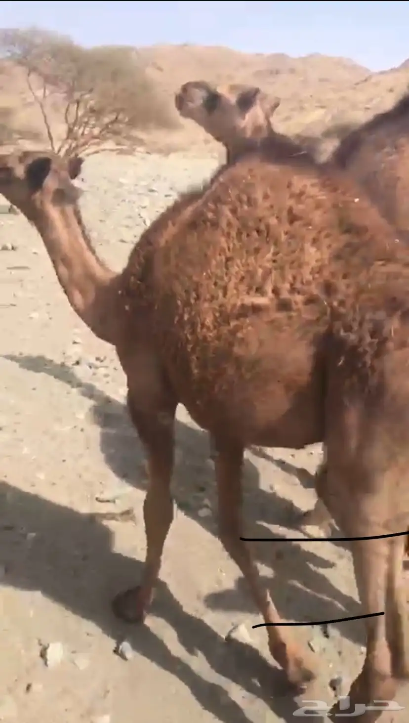قعدان 2 للبيع فل شحم ونظيفه شرط 0