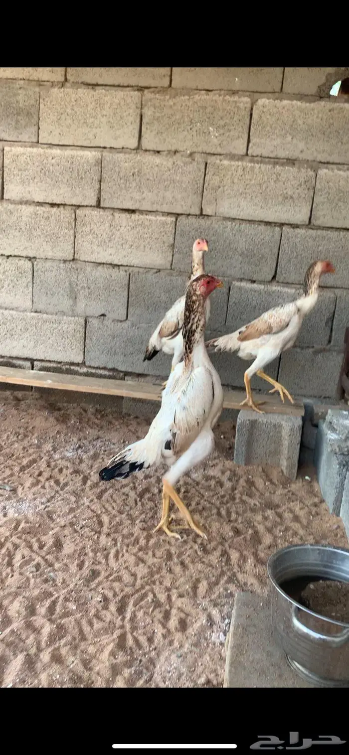 دجاج شامو يباني 4
