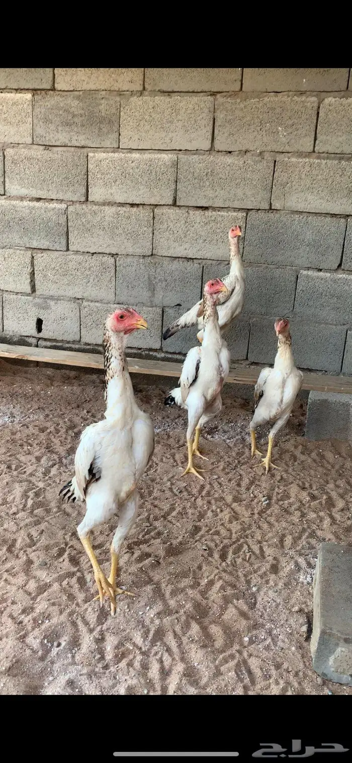 دجاج شامو يباني 5