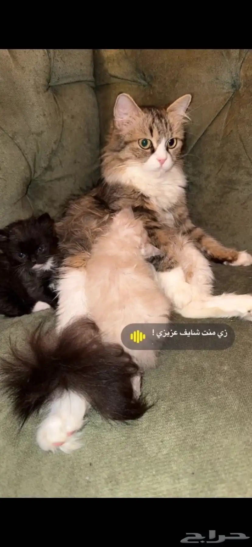 تبني قطط 0
