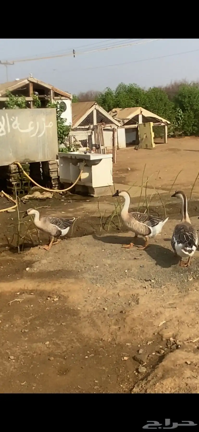 وز عراقي 2