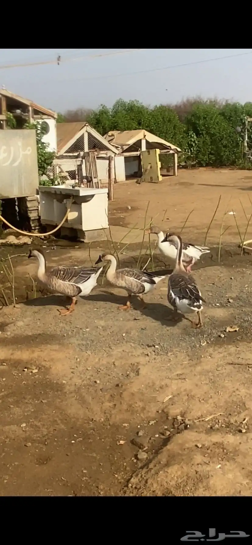 وز عراقي 1