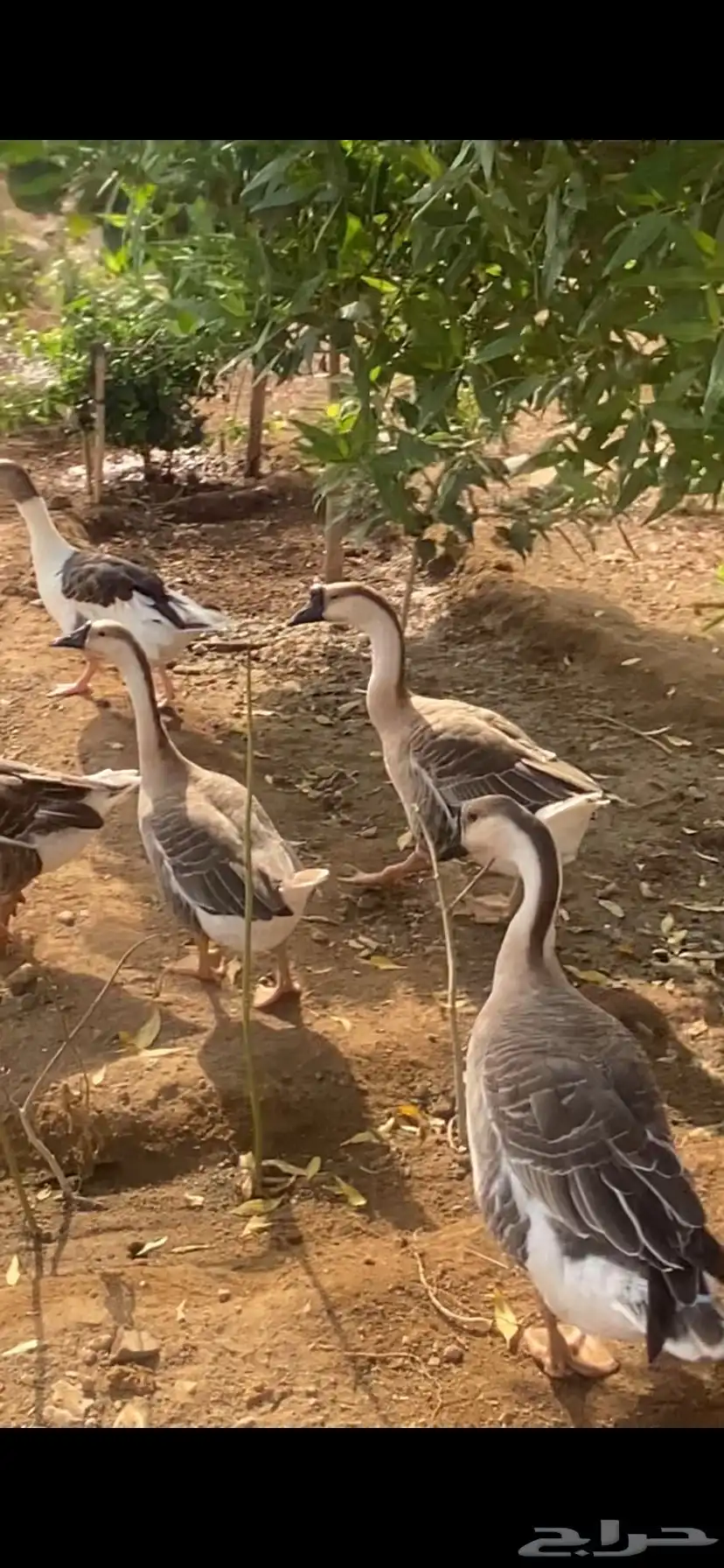 وز عراقي 0