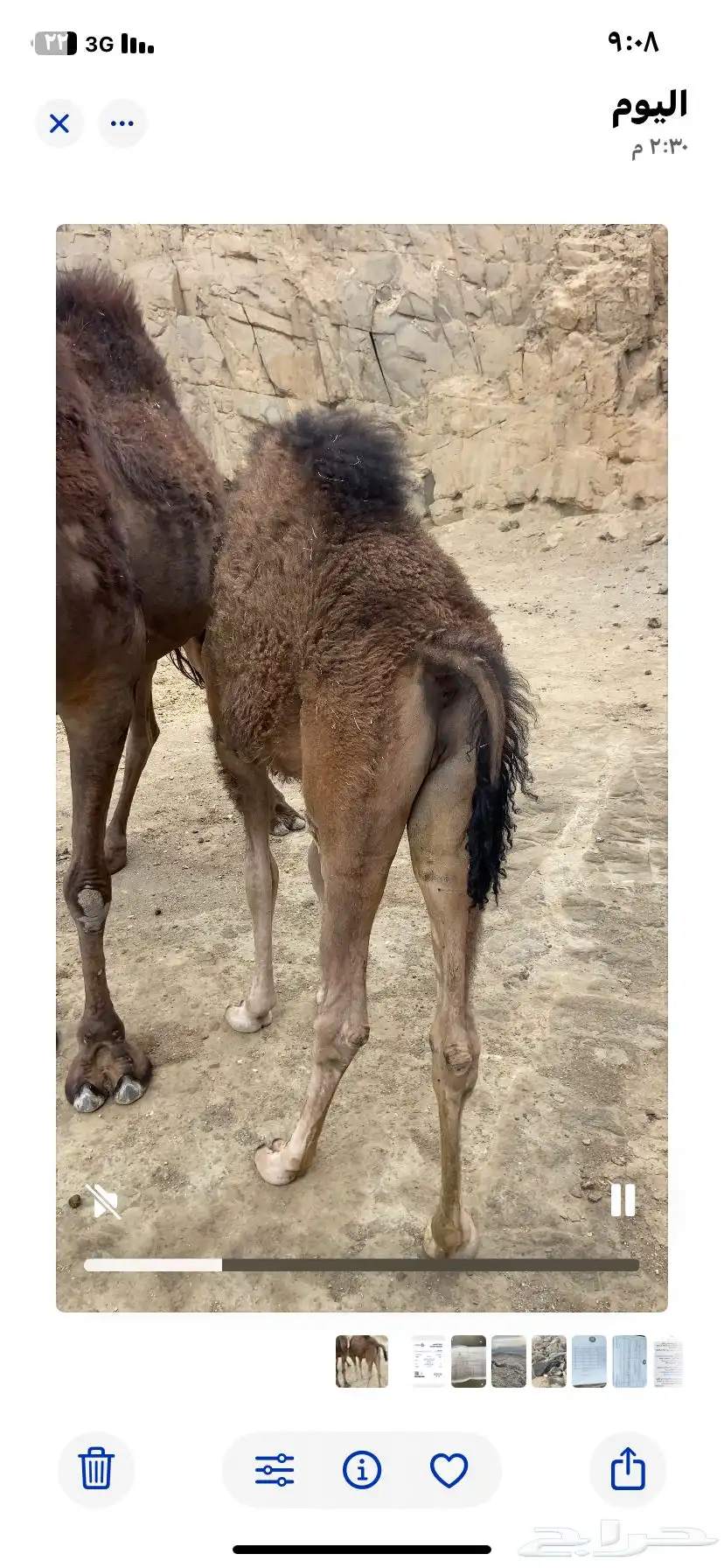 قعود لباني على الحليب 0