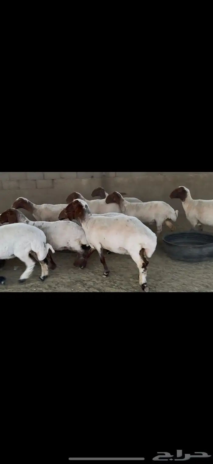 غنم نعيم فاخرره 0