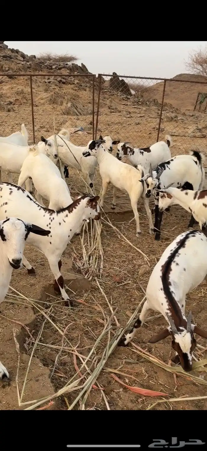 تيوس مناسبات 1