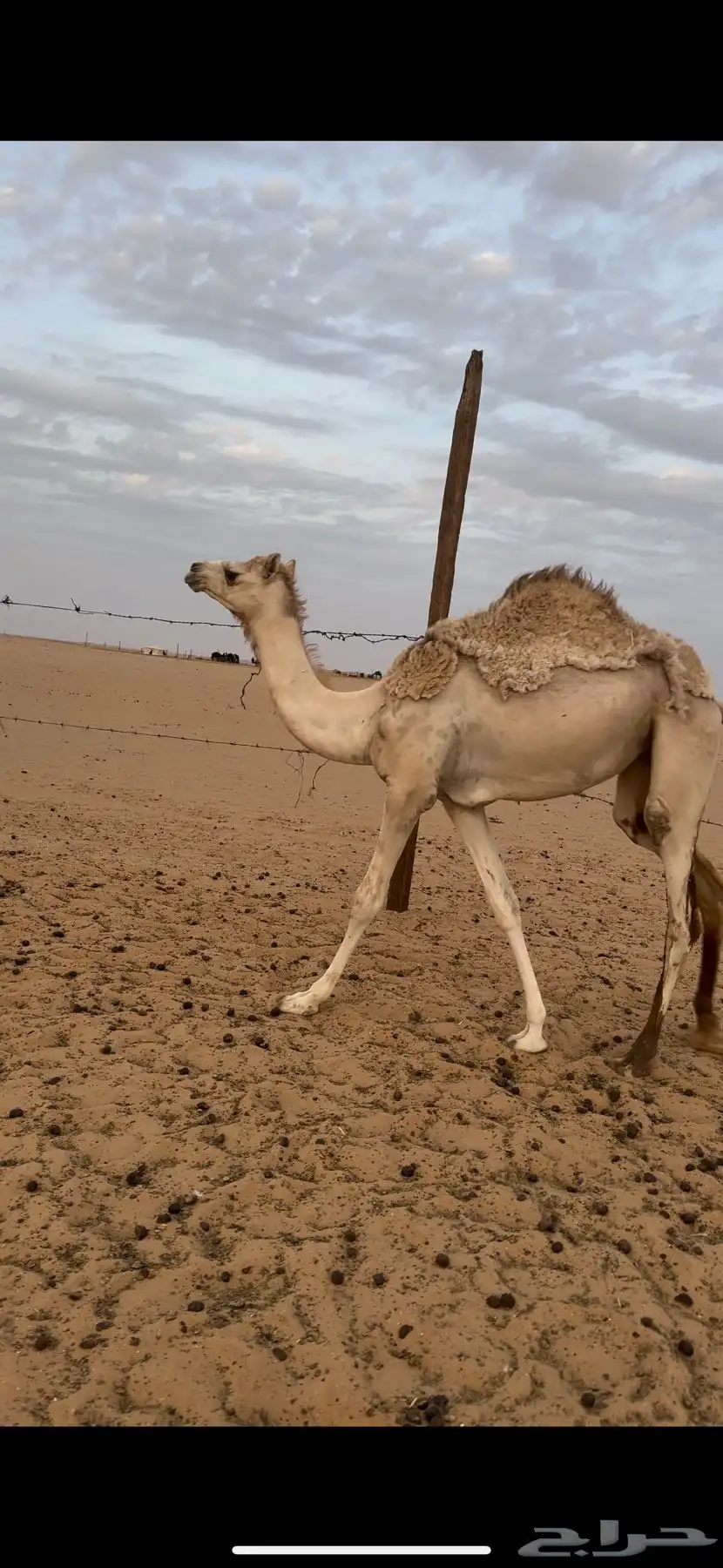 بكره مفروده اصيل هجن 0