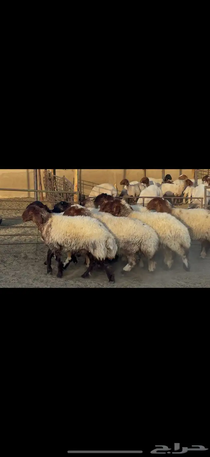 غنم صنف الصنف . 9