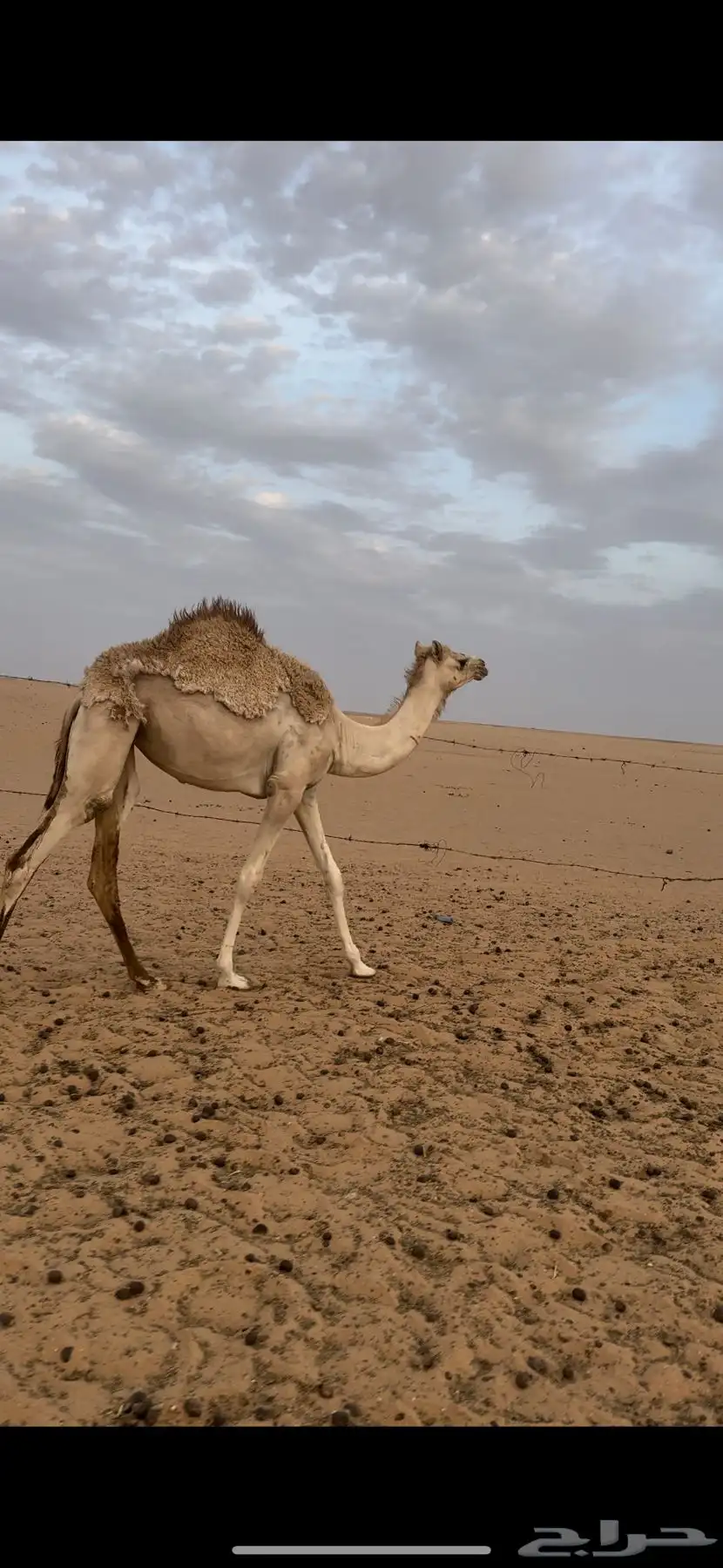 بكره مفروده اصيل هجن 3