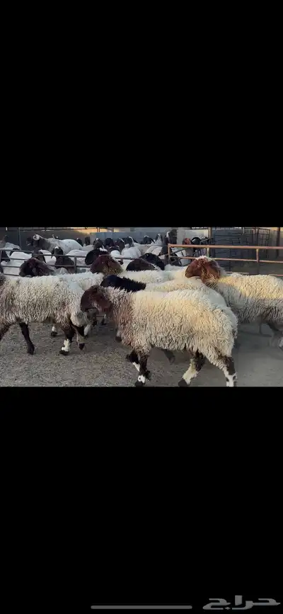 غنم صنف الصنف . 5
