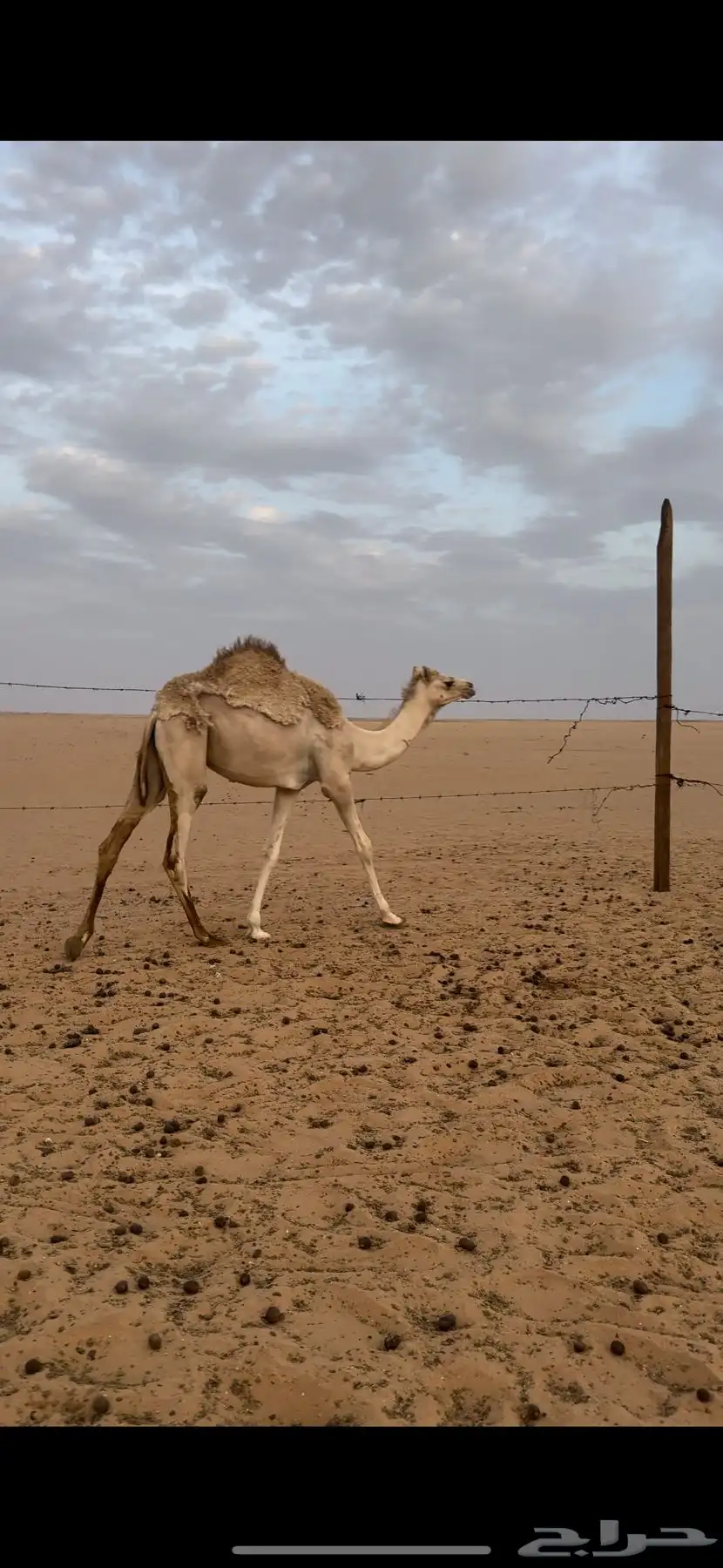 بكره مفروده اصيل هجن 2