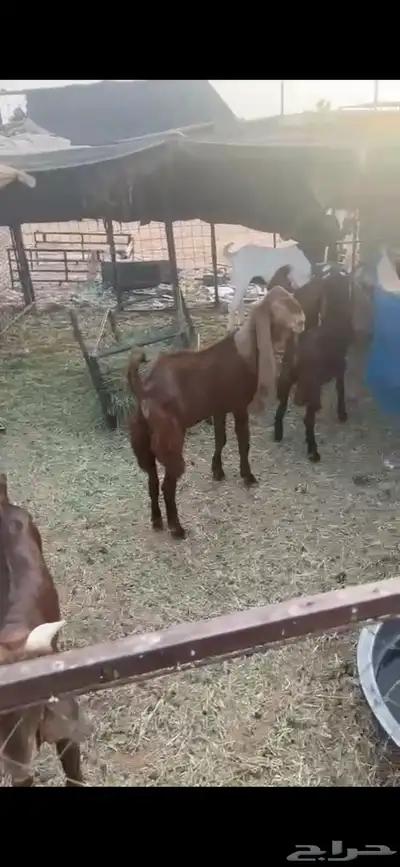 ذبايح او قني كفو(( تم البييع الله يبارك للجميع )) 1