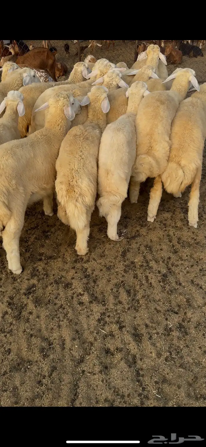 طليان حريه ذبايح(تم البيع) 2