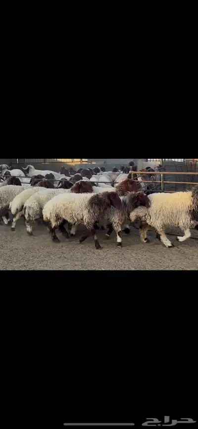 غنم صنف الصنف . 6