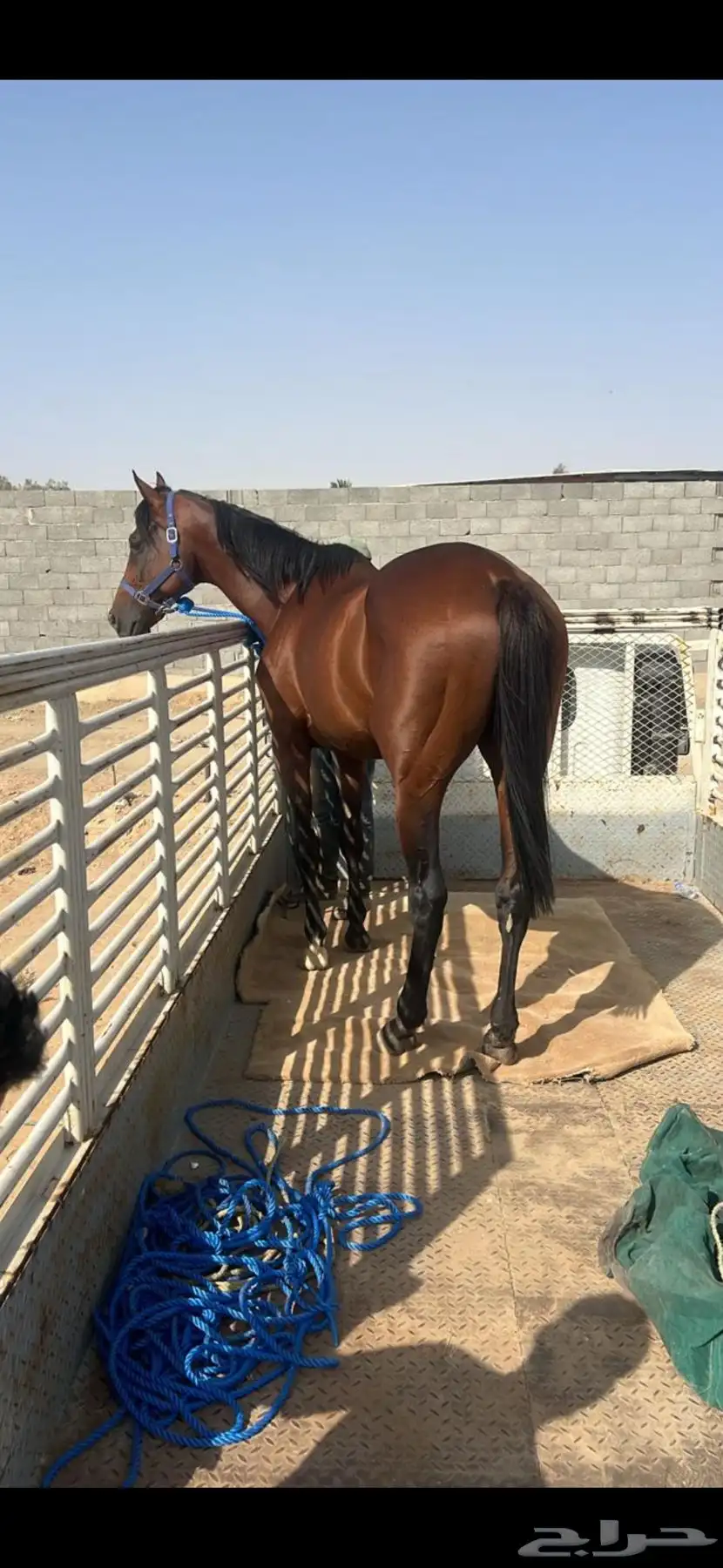احصان 0